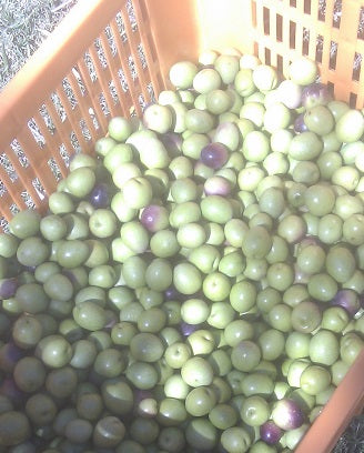 Olive harvest 2021 looking great